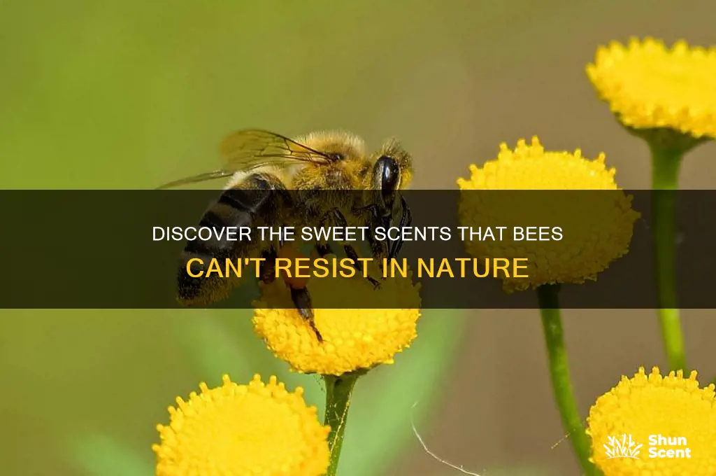 what scent are bees attracted to