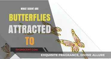 Scents That Attract Butterflies: Unlocking the Secrets of Their Favorite Fragrances