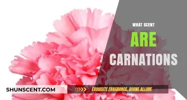 Unveiling the Sweet, Spicy, and Floral Fragrance of Carnations