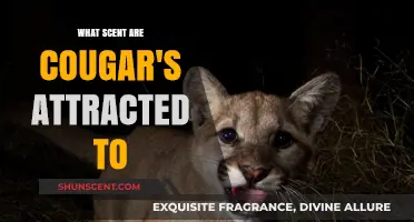 Unveiling Cougar Attraction: Scents That Lure These Elusive Predators