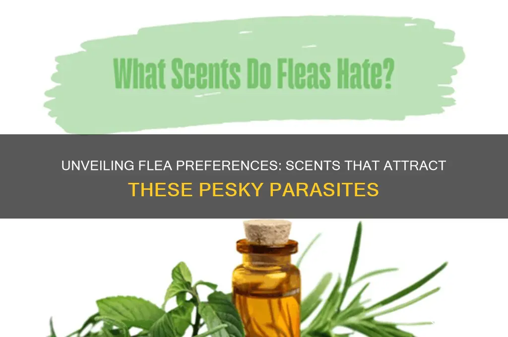 what scent are fleas attracted to