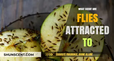 Unveiling the Surprising Scents That Attract Flies to Your Home