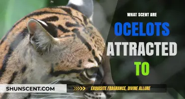 Unveiling Ocelot Preferences: Scents That Attract These Elusive Wild Cats