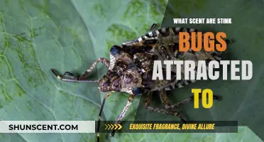 Unveiling the Surprising Scents That Attract Stink Bugs to Your Home