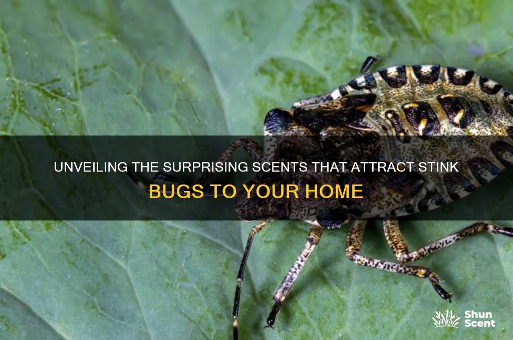what scent are stink bugs attracted to
