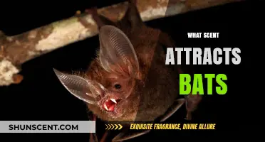 Discover the Surprising Scents That Attract Bats to Your Garden