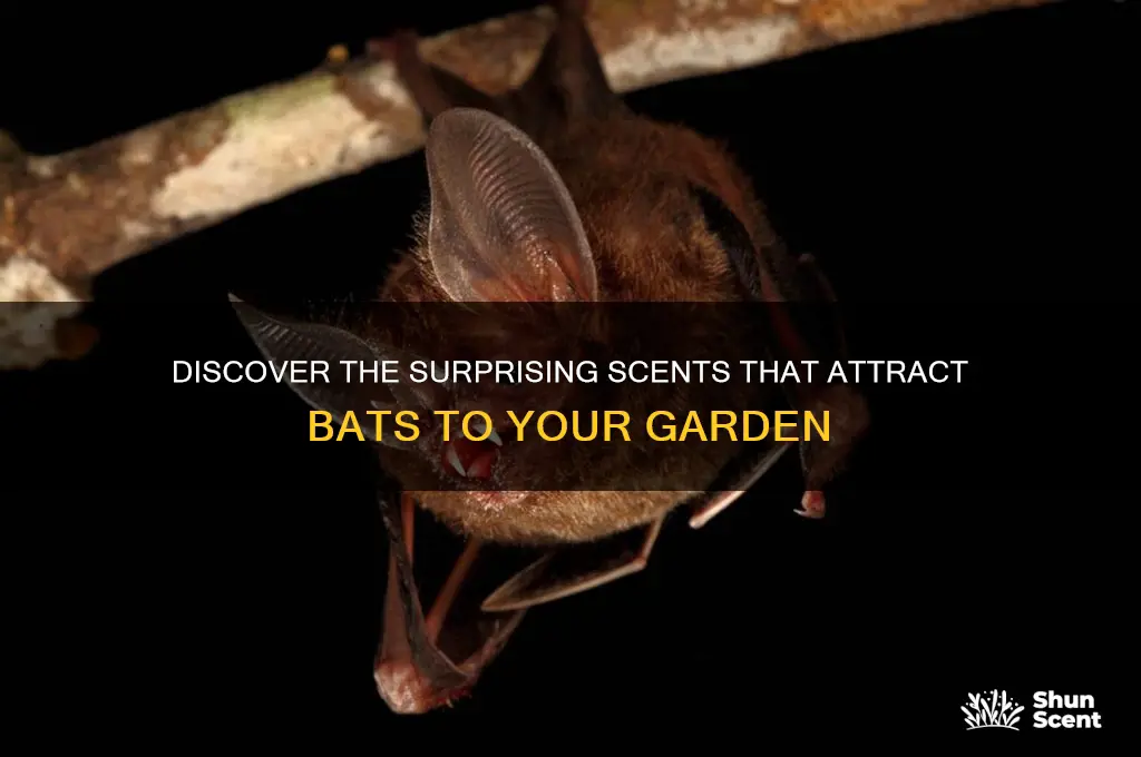 what scent attracts bats