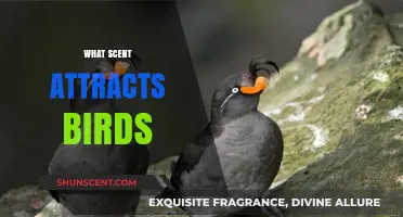 Discover the Aromatic Secrets: Scents That Attract Birds to Your Garden