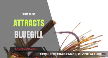 Attracting Bluegill: Discover the Best Scents for Successful Fishing