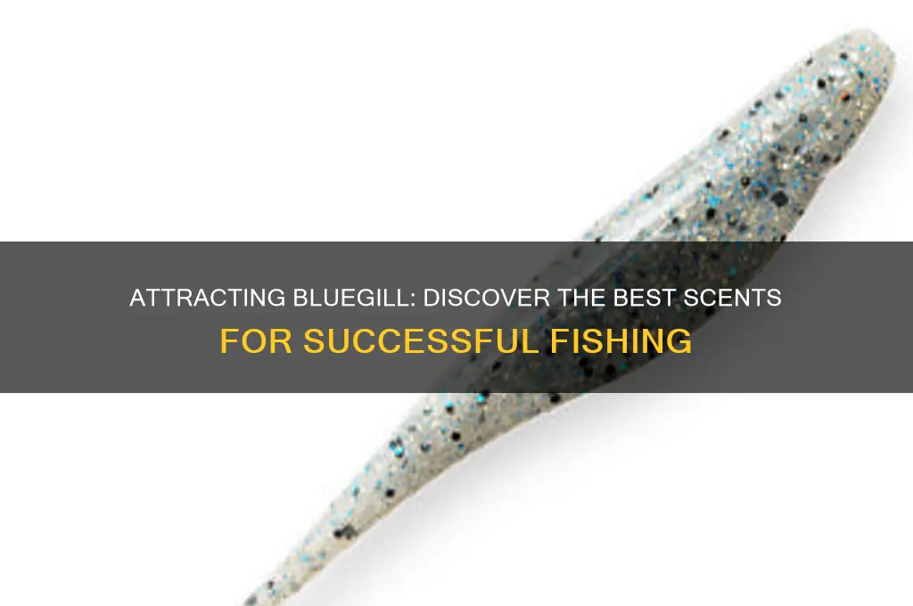 what scent attracts bluegill
