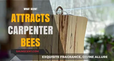 Attracting Carpenter Bees: Discover the Scent They Can't Resist