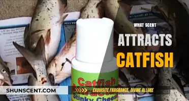 Unveiling the Secret: Scents That Lure Catfish Effectively