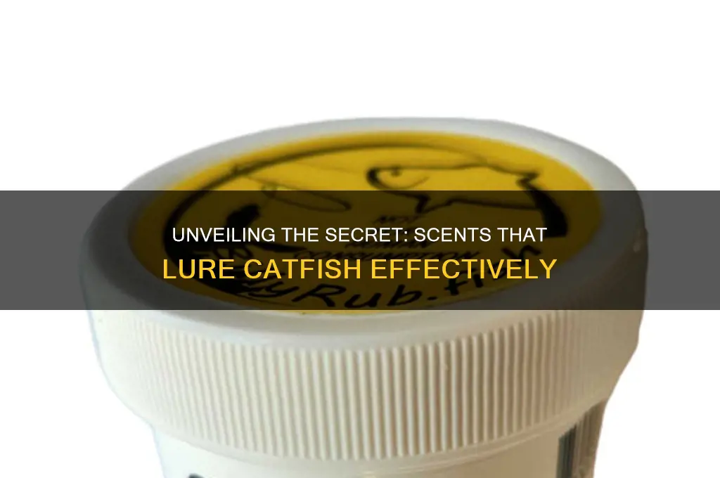 what scent attracts catfish