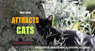Purr-fect Aromas: Discovering Scents That Irresistibly Attract Cats