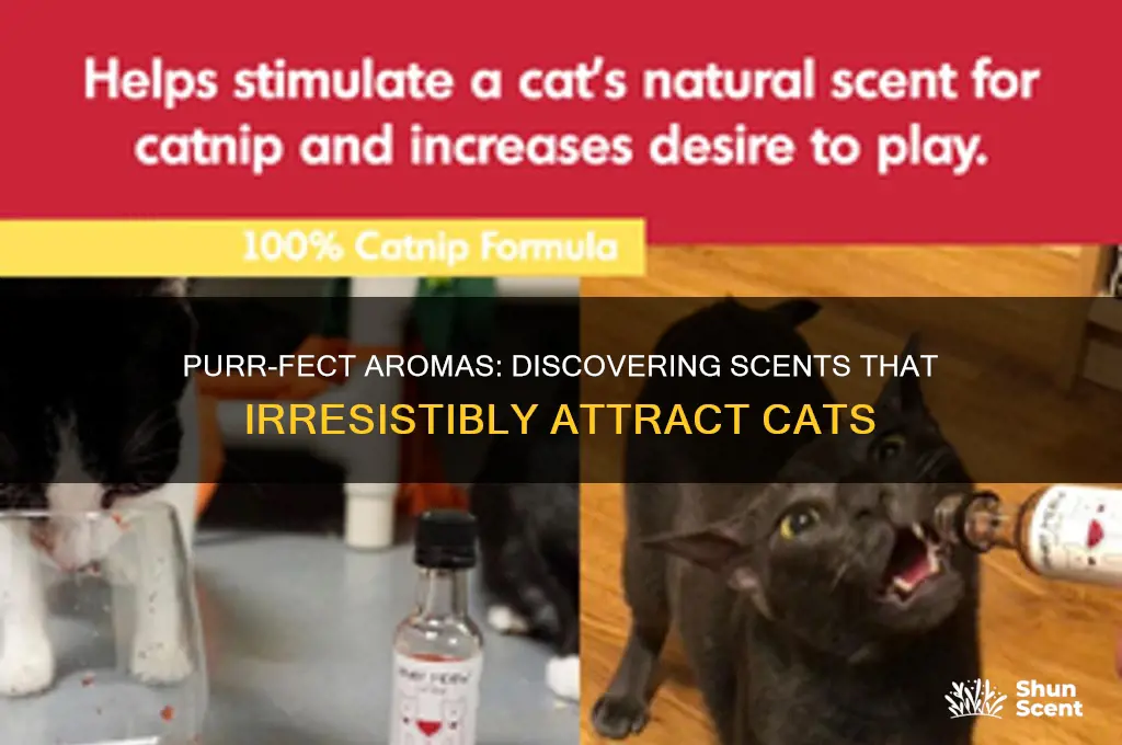what scent attracts cats