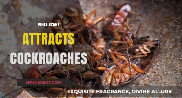 Unveiling Cockroach Lures: Surprising Scents That Attract These Unwanted Guests