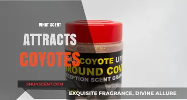 Unveiling the Aromatic Lure: Scents That Attract Coyotes to Your Area