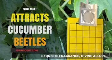 Discover the Surprising Scent That Lures Cucumber Beetles to Your Garden