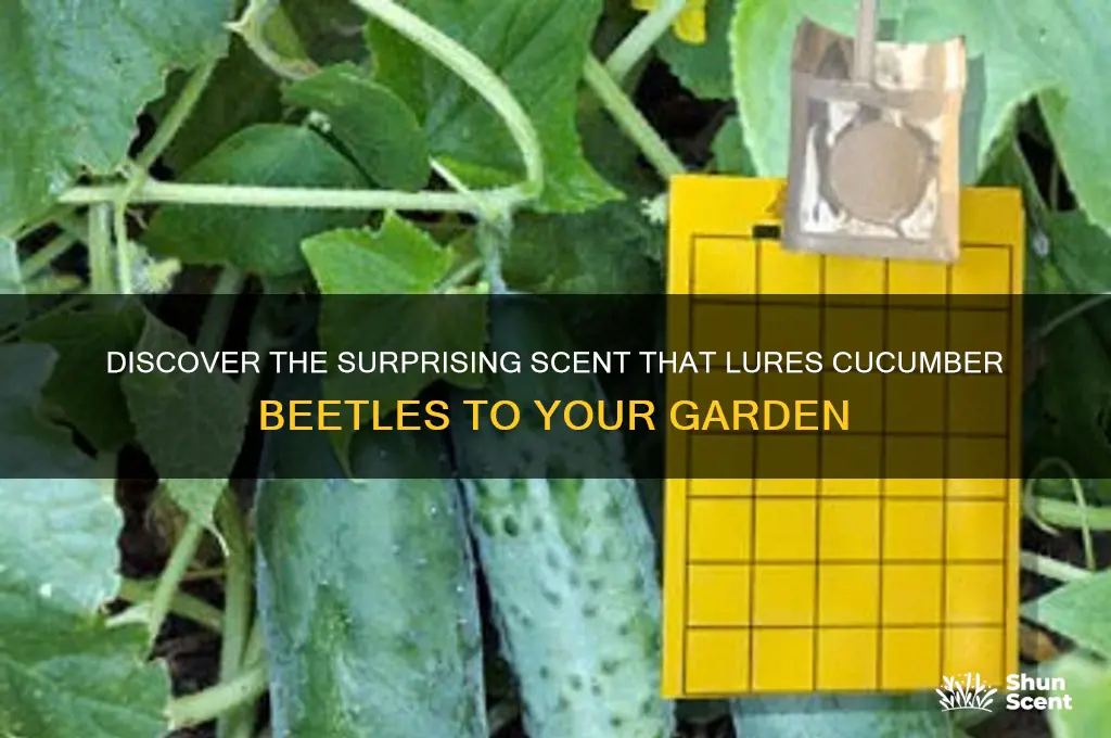 what scent attracts cucumber beetles
