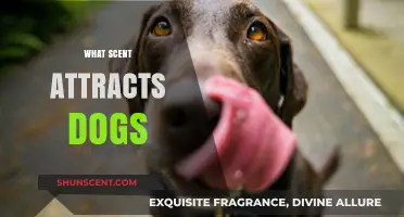 Discover the Irresistible Scents That Instantly Attract Dogs
