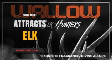 Discover the Best Scents to Attract Elk for Hunting Success
