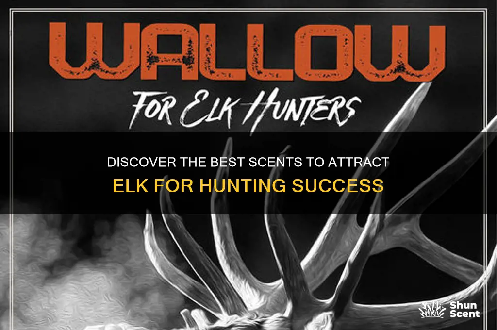 what scent attracts elk