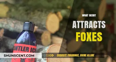 Unveiling the Aromatic Allure: Scents That Captivate Curious Foxes