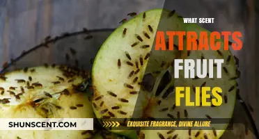Unveiling the Irresistible Scents That Lure Fruit Flies to Your Home