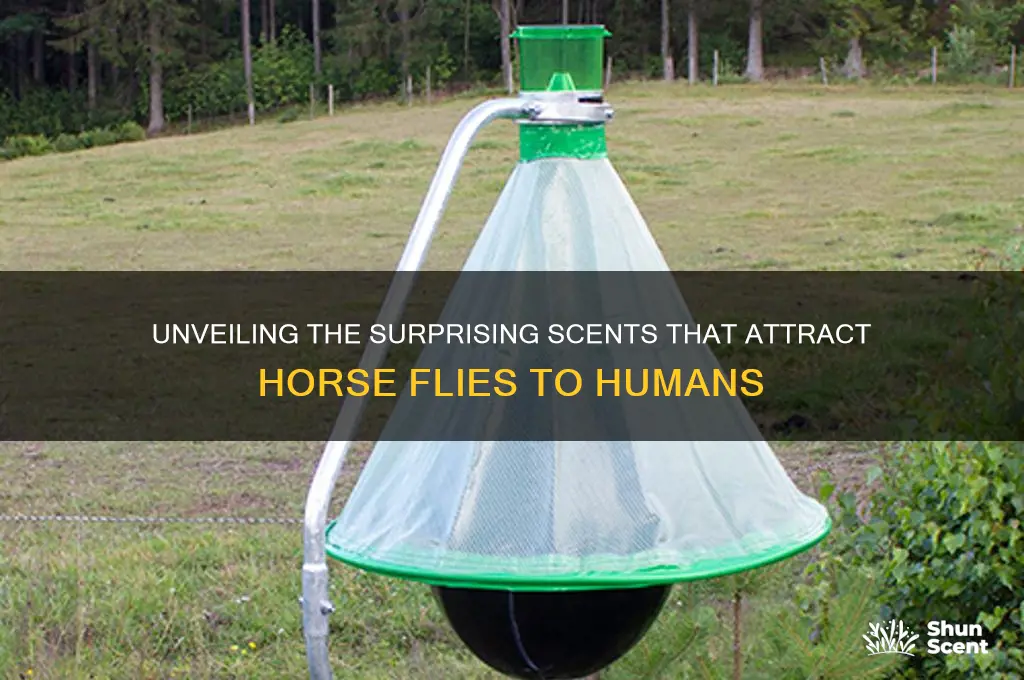 what scent attracts horse flies