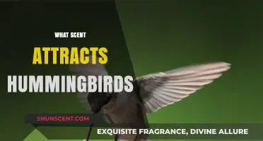 Discover the Sweet Scents That Attract Hummingbirds to Your Garden