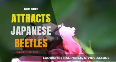 Discover the Surprising Scents That Attract Japanese Beetles to Gardens