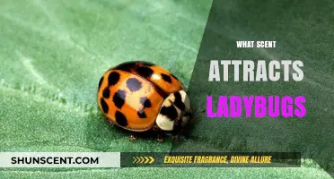 Attract Ladybugs Naturally: Discover the Scents They Love Most