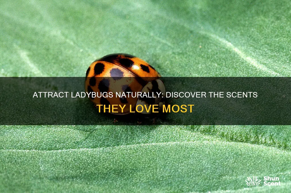 what scent attracts ladybugs