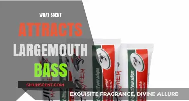 Unveiling the Secret: Scents That Lure Largemouth Bass Effectively