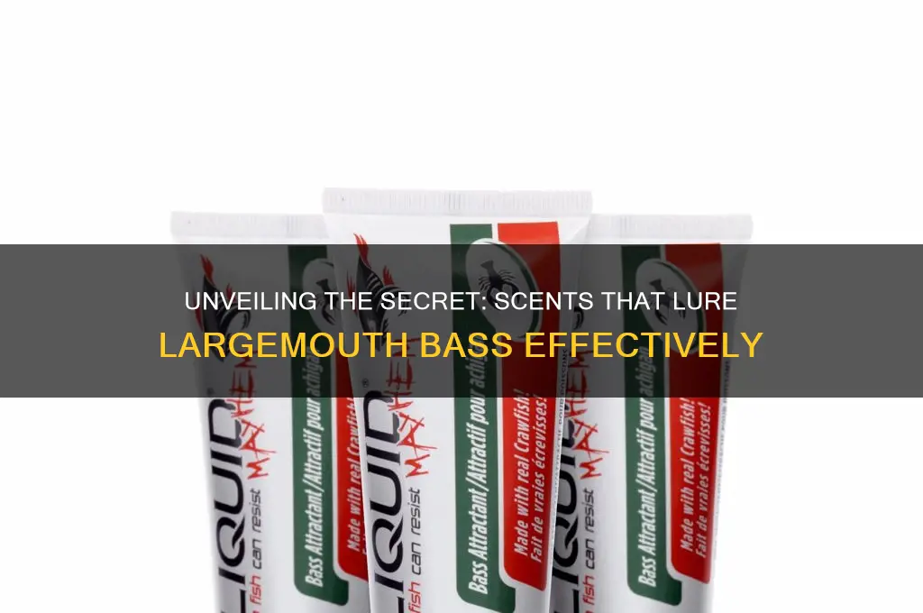 what scent attracts largemouth bass