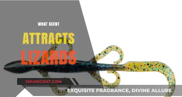 Discover the Surprising Scents That Attract Lizards to Your Space