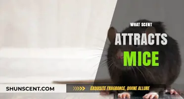 Discover the Surprising Scents That Attract Mice to Your Home