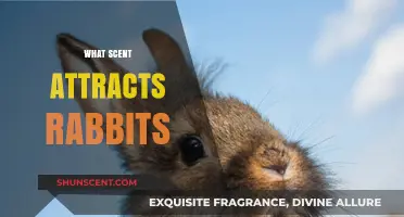 Discover the Best Scents to Attract Rabbits to Your Garden
