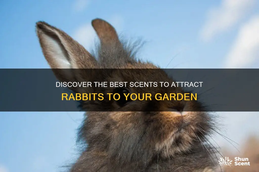 what scent attracts rabbits
