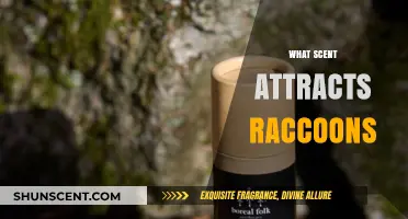 Discover the Surprising Scents That Attract Raccoons to Your Yard
