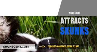 Unveiling the Surprising Scents That Attract Skunks to Your Yard