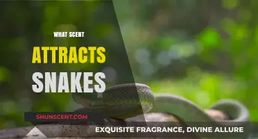 Unveiling the Aromatic Secrets: Scents That Attract Snakes to Your Space