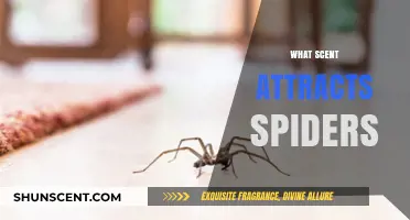 Unveiling the Aromatic Secrets: Scents That Attract Spiders to Your Home