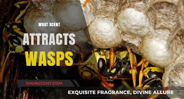 Discover the Surprising Scents That Attract Wasps to Your Space