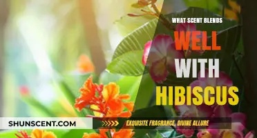 Hibiscus Harmony: Discovering the Perfect Aromatic Pairings for Floral Bliss