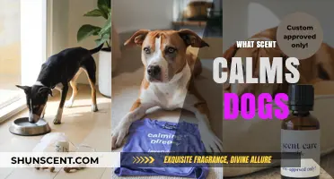 Soothing Scents for Dogs: Discover What Calms Your Canine Companion