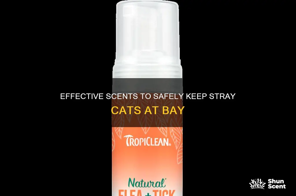 what scent can be used to fend off stray cats