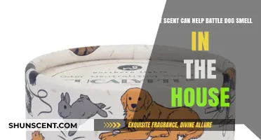 Freshen Your Home: Scents to Neutralize Dog Odors Effectively