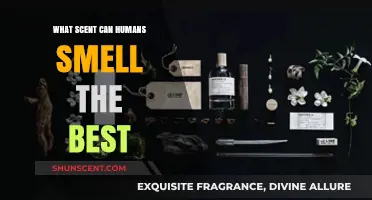 Unveiling the Most Detectable Scents: What Humans Smell Best