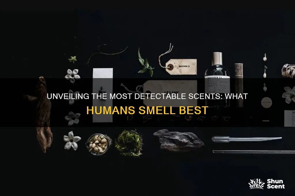what scent can humans smell the best